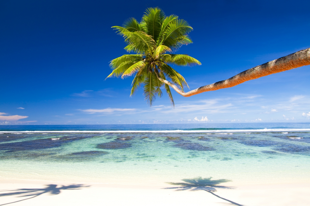 大海 沙滩 海洋 岛屿 夏天 棕榈树 4K风景壁纸