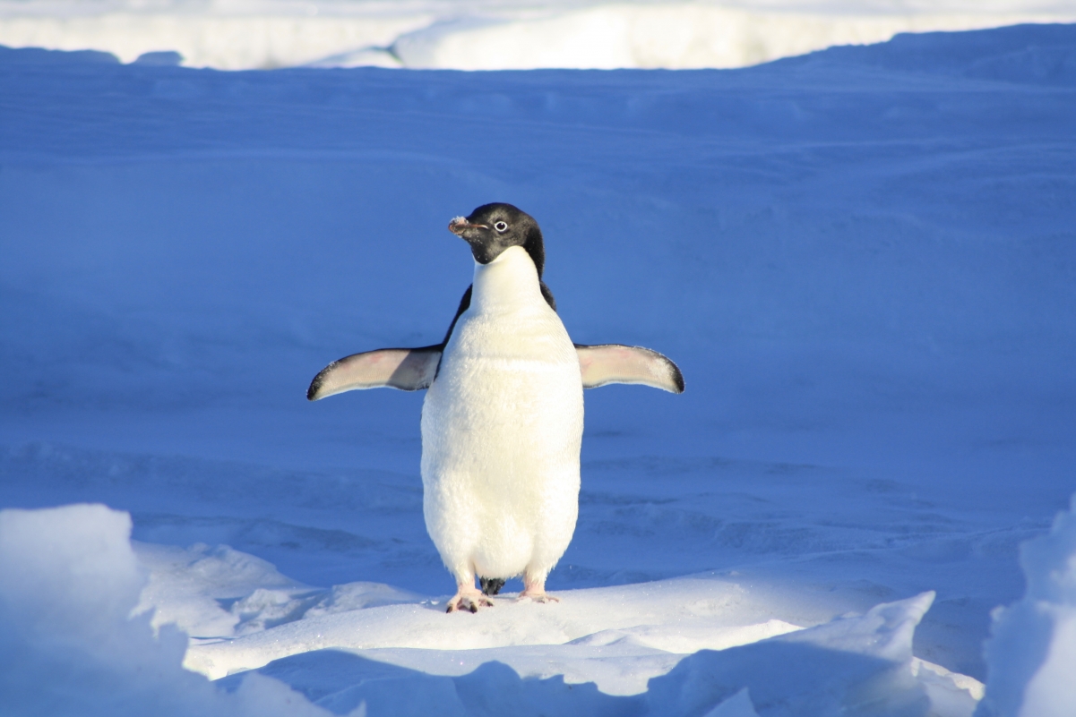 企鹅 蓝色 水 冰 动物图片