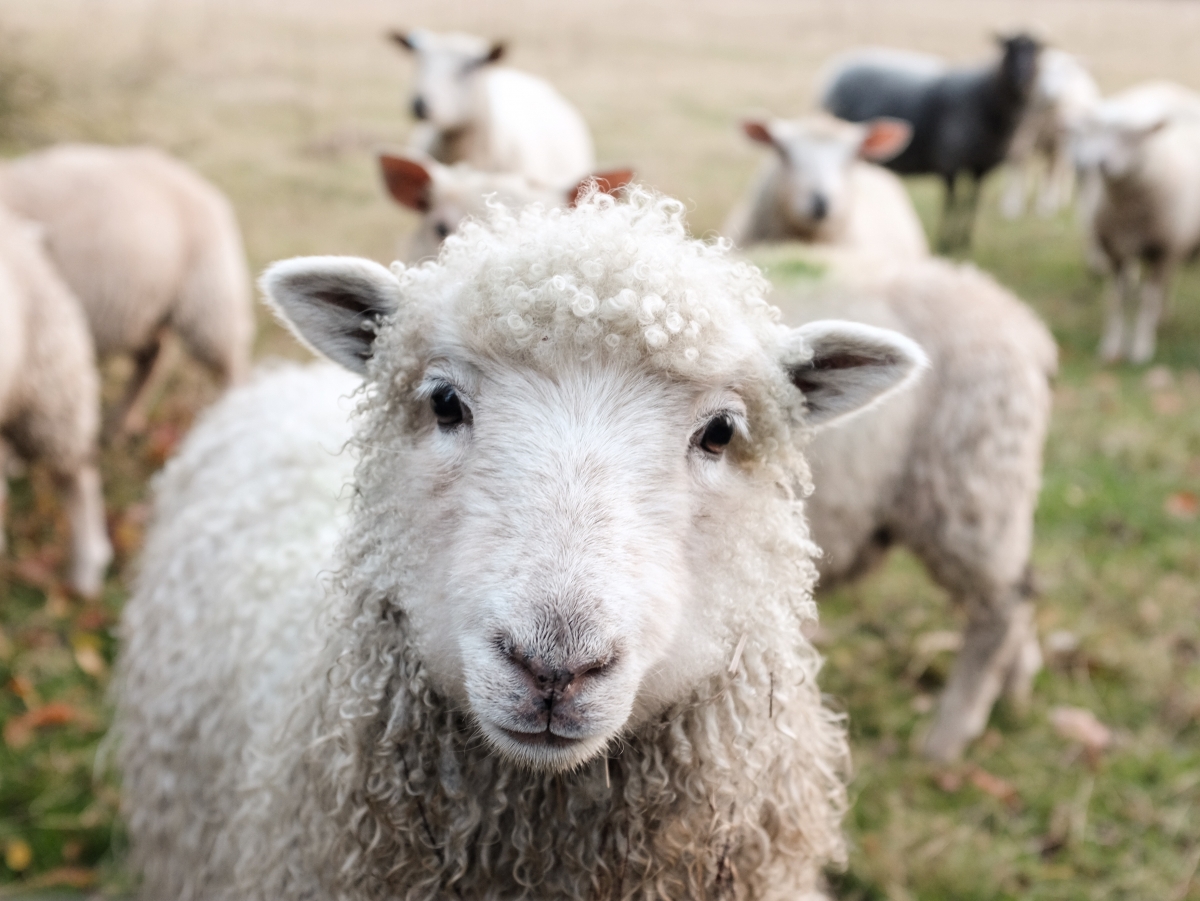 新西兰绵羊|摄影|风光摄影|Xiao禾苗 - 原创作品 - 站酷 (ZCOOL)