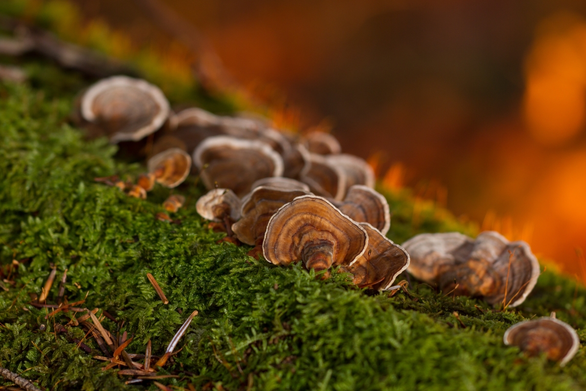 蘑菇 苔藓 树菌 4k图片