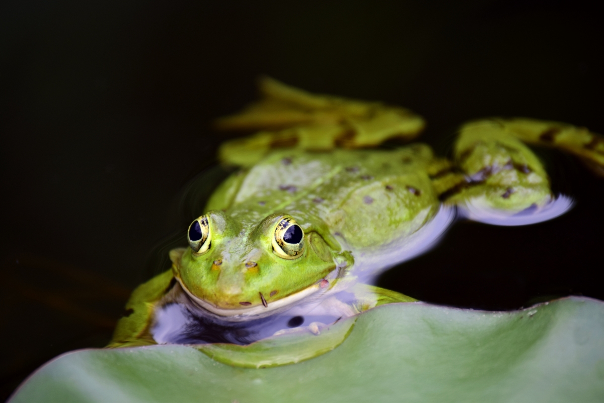 绿色的小青蛙 池塘 6k图片