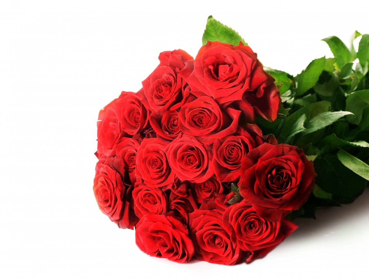红色玫瑰花照片5K高清图片