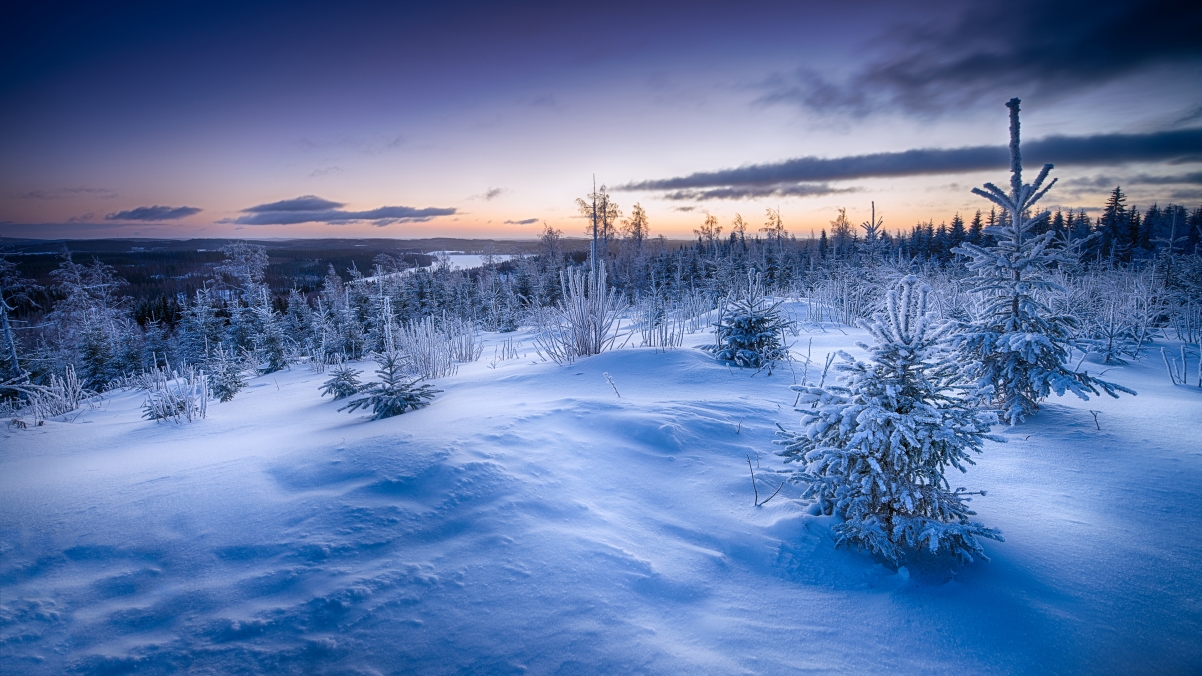 冬天,雪,冷杉树,4k风景壁纸