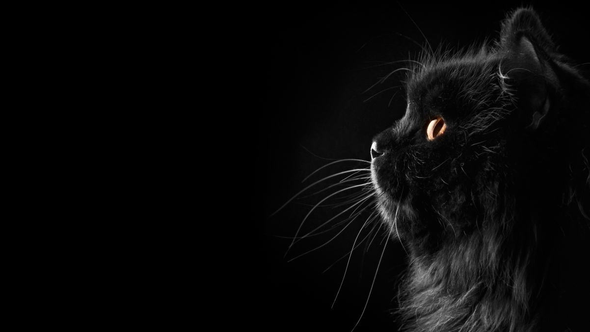 黑色波斯猫4K壁纸