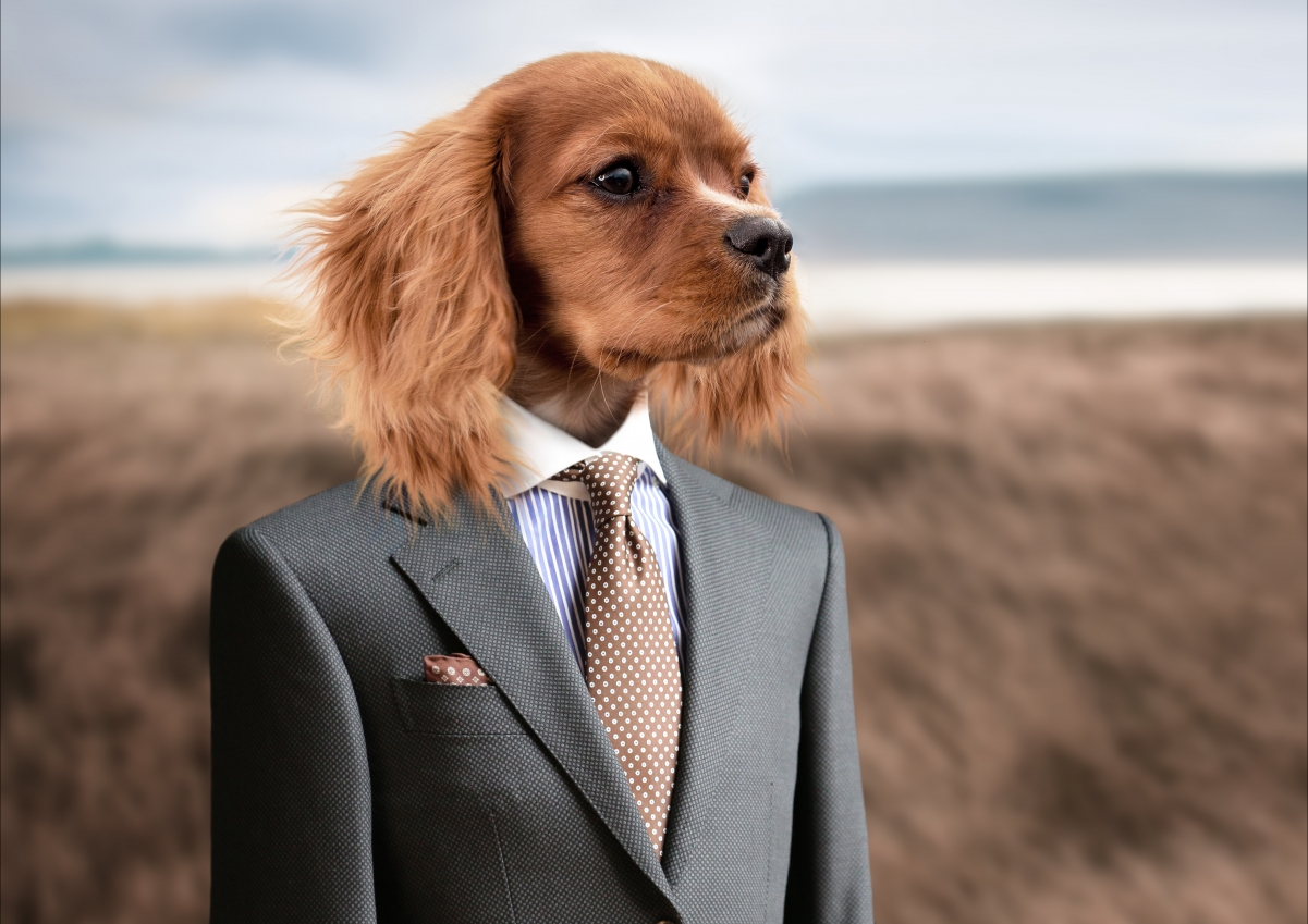 狗 小狗 年轻的狗 可爱 宠物 西装 领带 创意设计图片