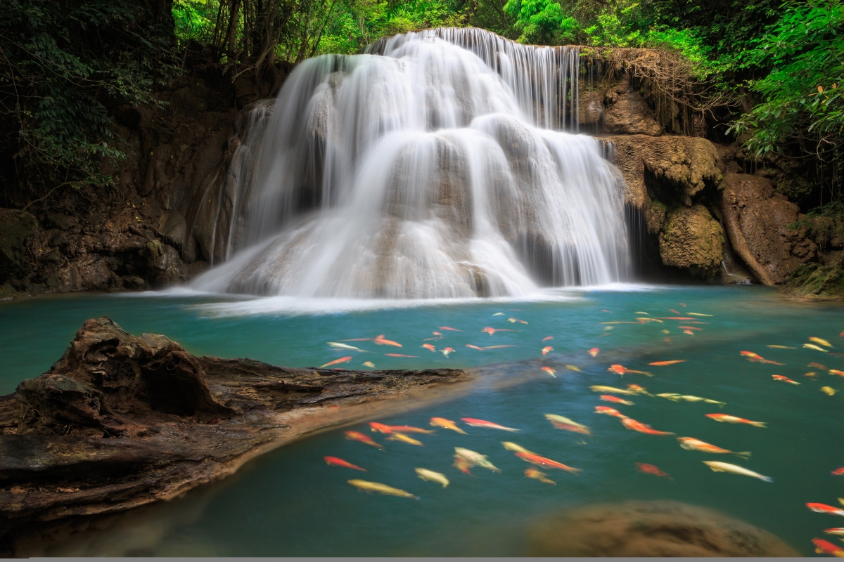 自然美丽的森林瀑布 树 鱼 4k高清风景图片壁纸