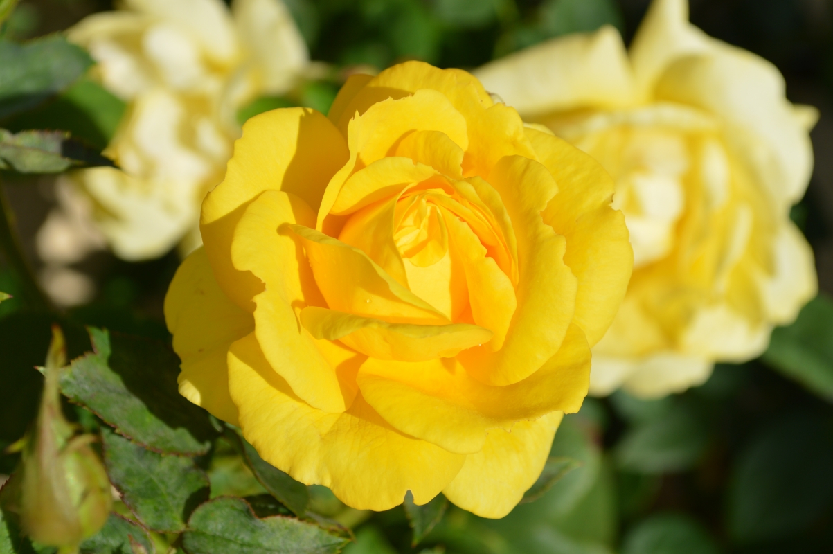 好看的黄色小花 黄色的玫瑰花图片