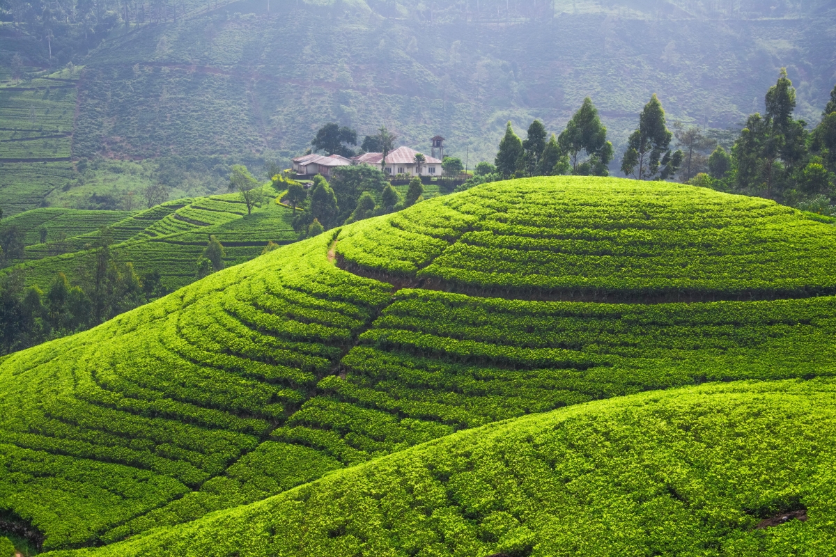 种植场 山峦 茶叶 4K风景图片
