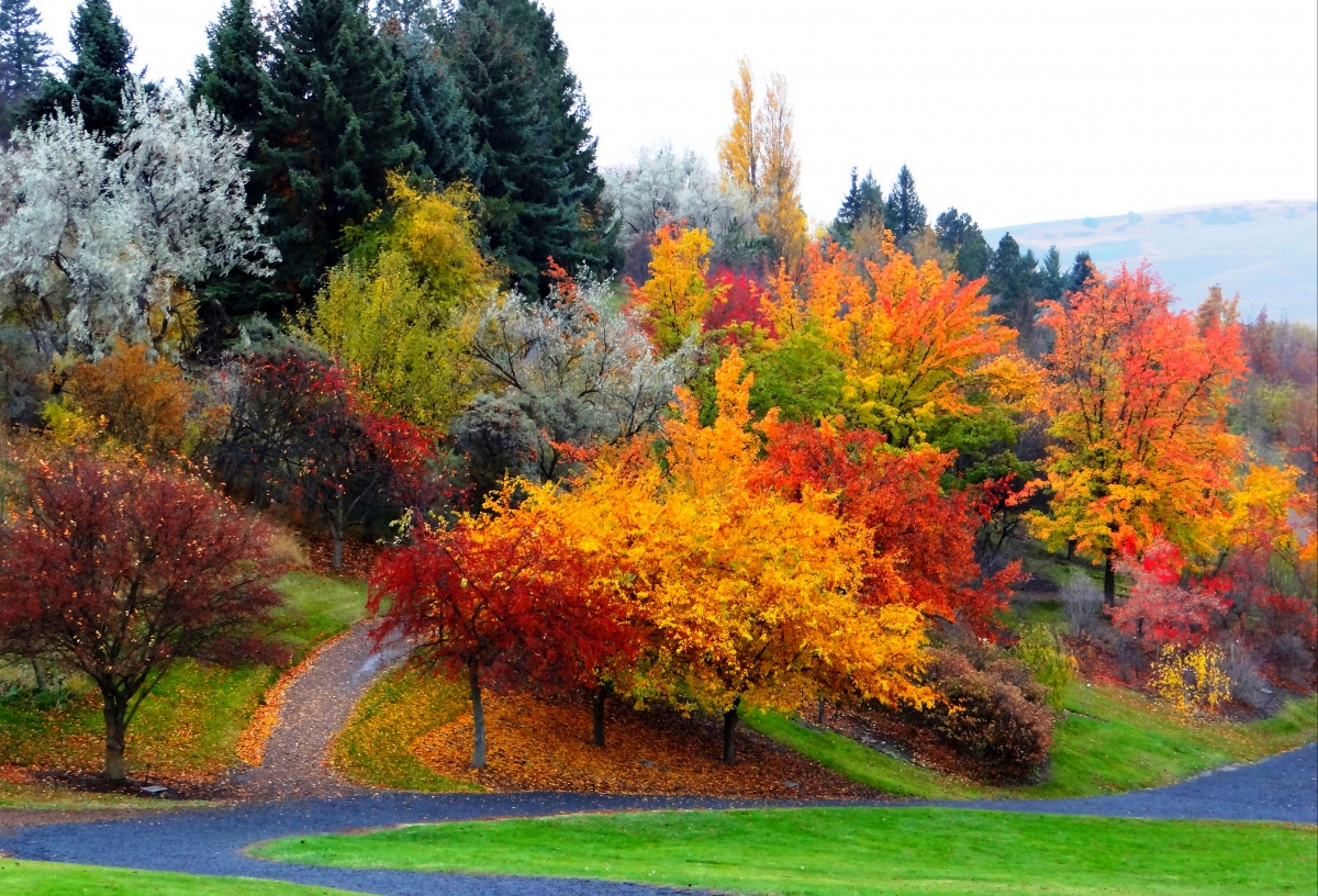 自然森林公园树秋天风景4K壁纸图片