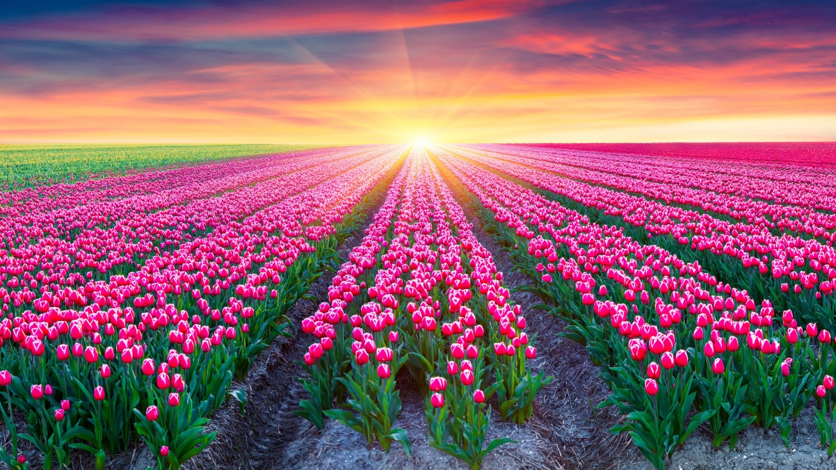 粉红色的郁金香,荷兰,朝阳,美丽自然风景4k壁纸