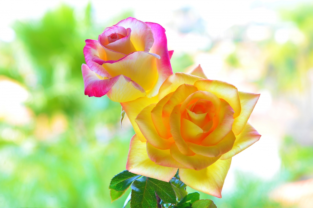 花瓣 背景 玫瑰图片
