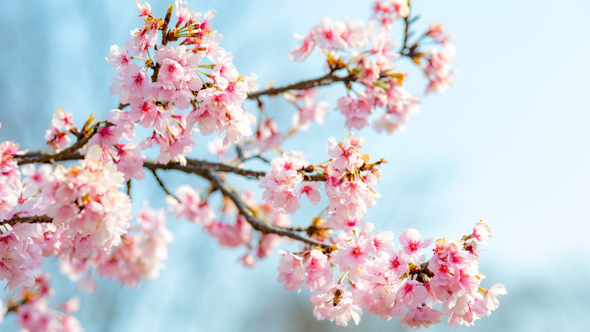 春天粉红色樱花图片