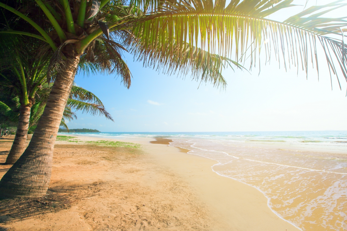 夏天海滩海岛棕榈树热带大自然4k风景壁纸