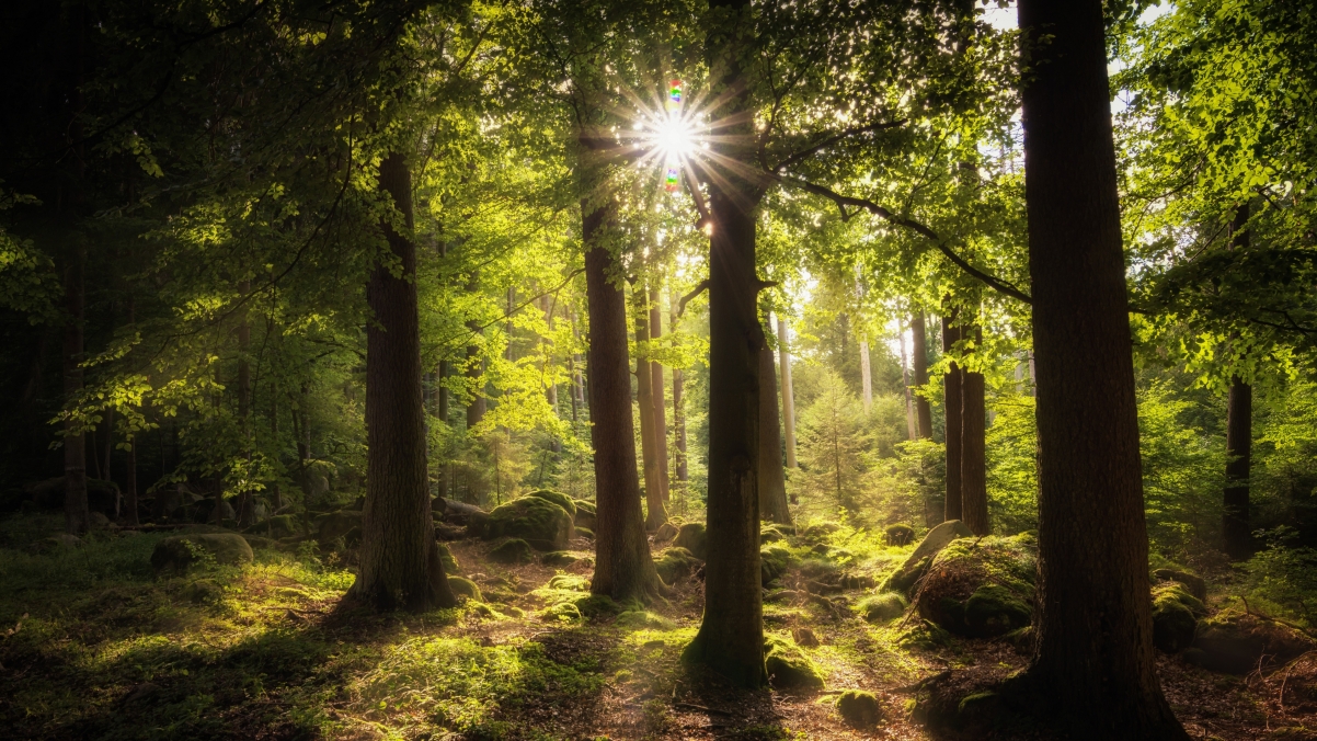 阳光透过树林森林风景4k壁纸