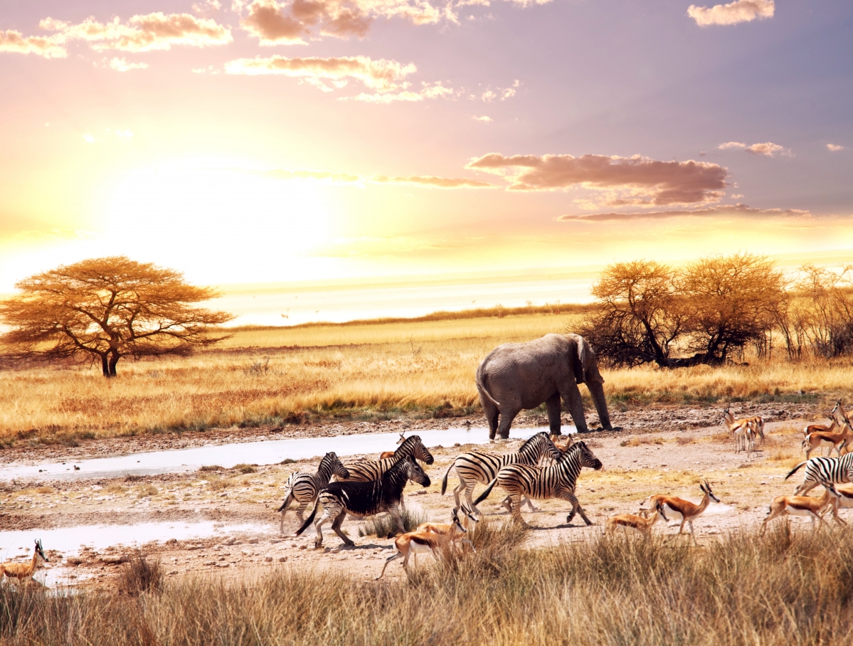 非洲 稀树 草原 动物 大象 斑马 鹿 8K动物图片