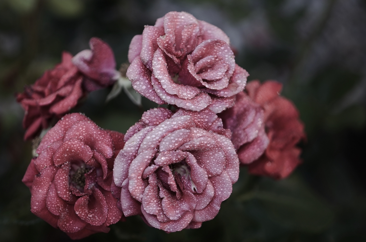 玫瑰花 粉红色 自然 水滴 水珠 4K图片