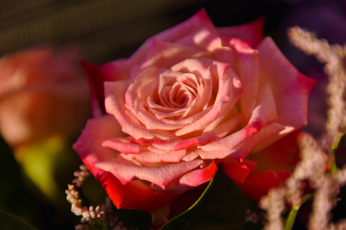 玫瑰花高清横屏图片图片