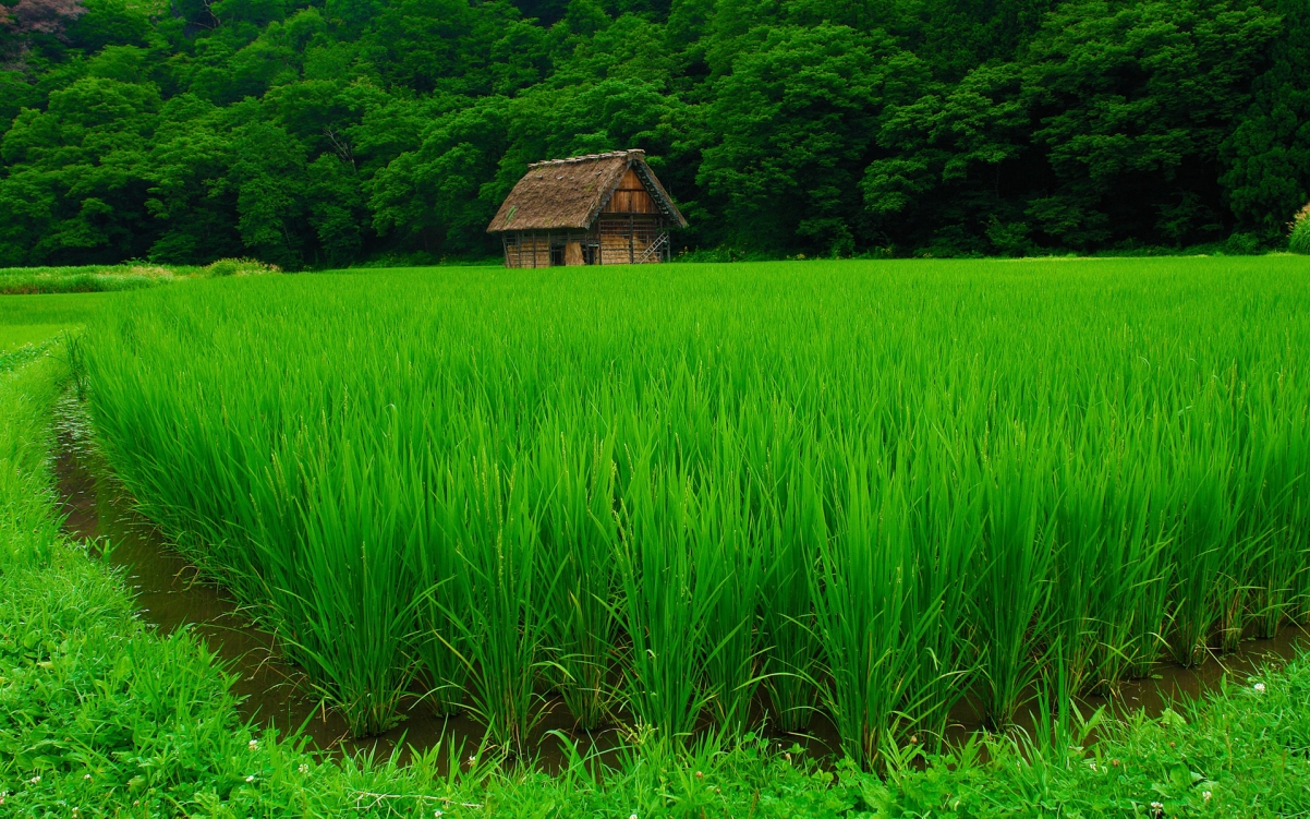 农村,水稻,房子,树,风景图片