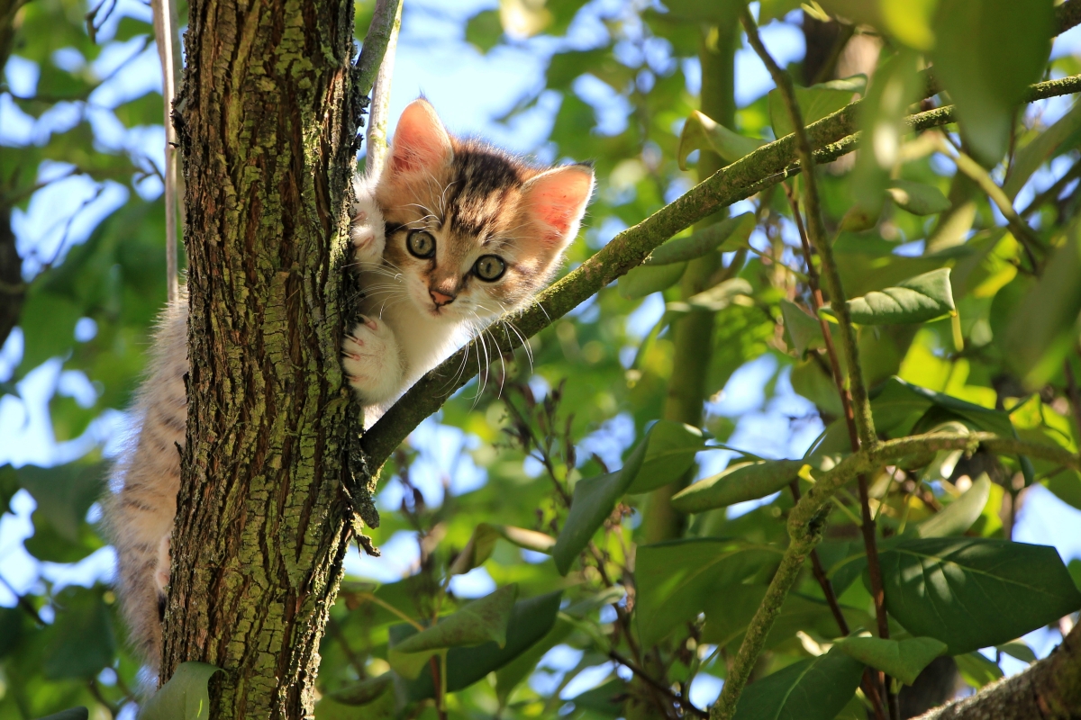 猫 树 绿色 夏天 动物 可爱的小猫 4K壁纸