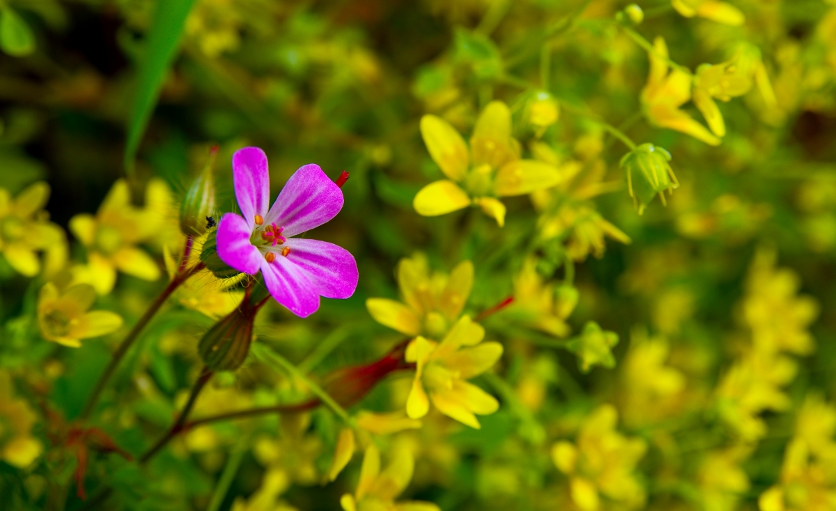 粉色的和黄色的鲜花 土耳其风景4k图片