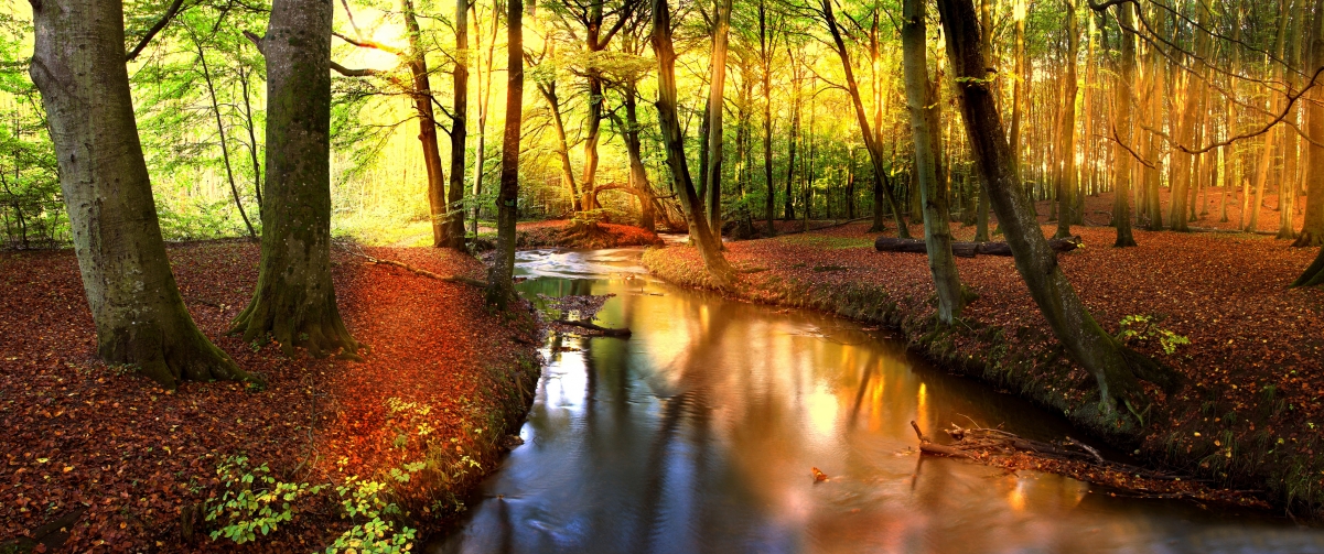 秋天,森林,小溪,河流,树木,阳光,大自然,3440x1440风景壁纸