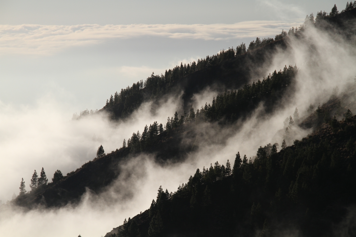 雾 森林 5k风景图片