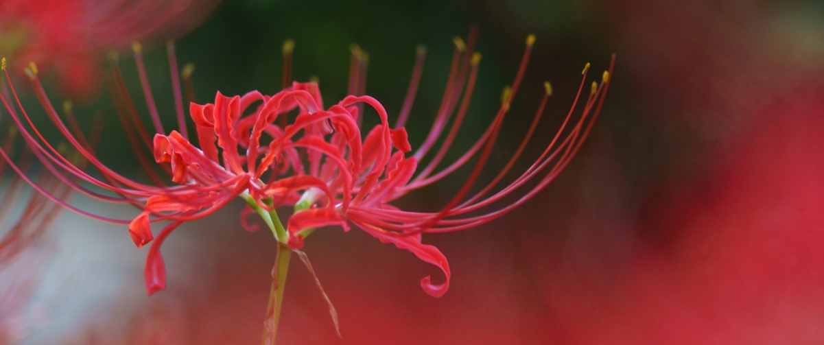 彼岸花绝美风景，3440x1440超清4K壁纸，一键下载享高清之美