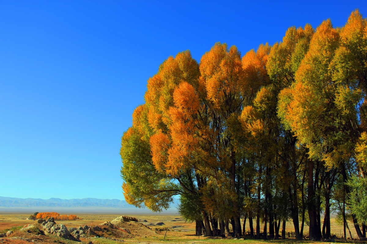 秋天白桦林风景摄影图片