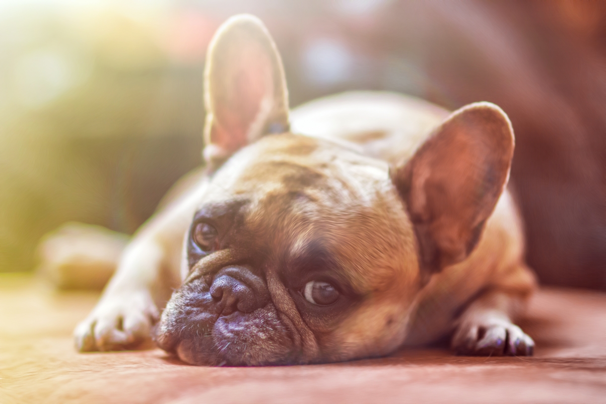 法国斗牛犬 狗 宠物 - Pixabay上的免费照片 - Pixabay
