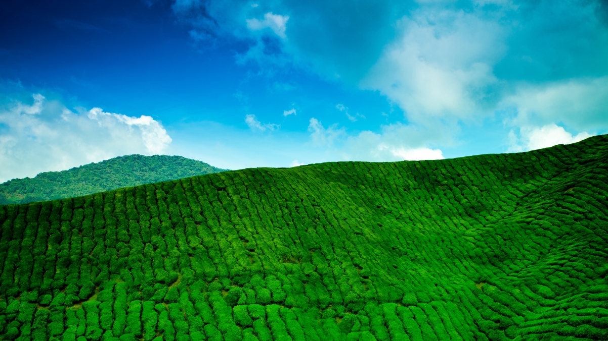 山 种植园 茶 绿色 4K 壁纸