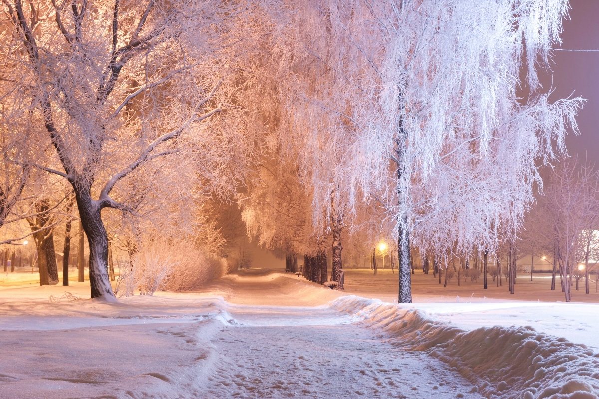 公园雪冬天树木灯光晚上小巷风景摄影图片