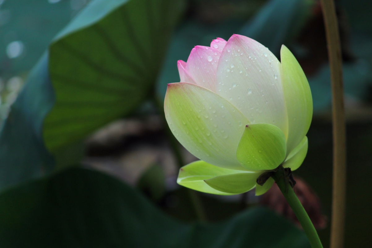 雨后绽放荷花，绝美4K高清壁纸，4552x3034大图下载