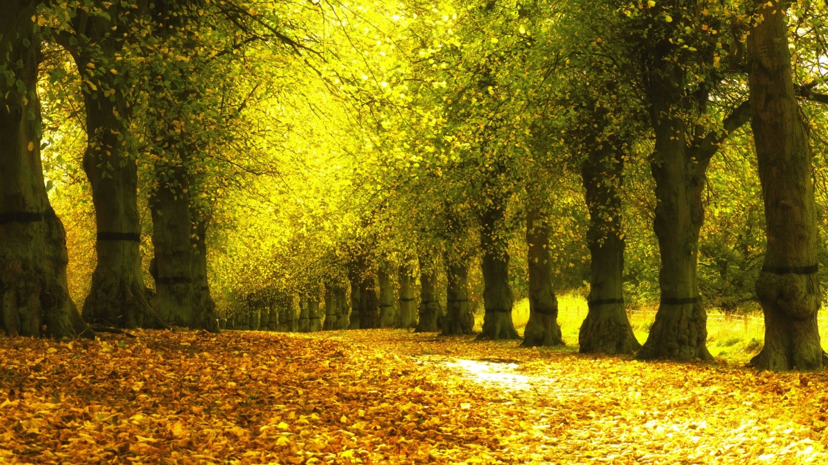 金黄色的秋天 公园 树木 黄色树叶 巷子 落叶 4K风景壁纸