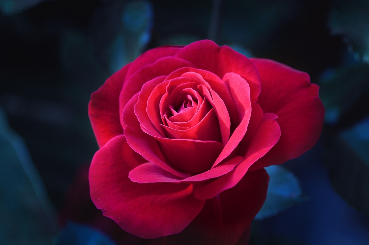 夜空中一朵鲜艳的红玫瑰图片
