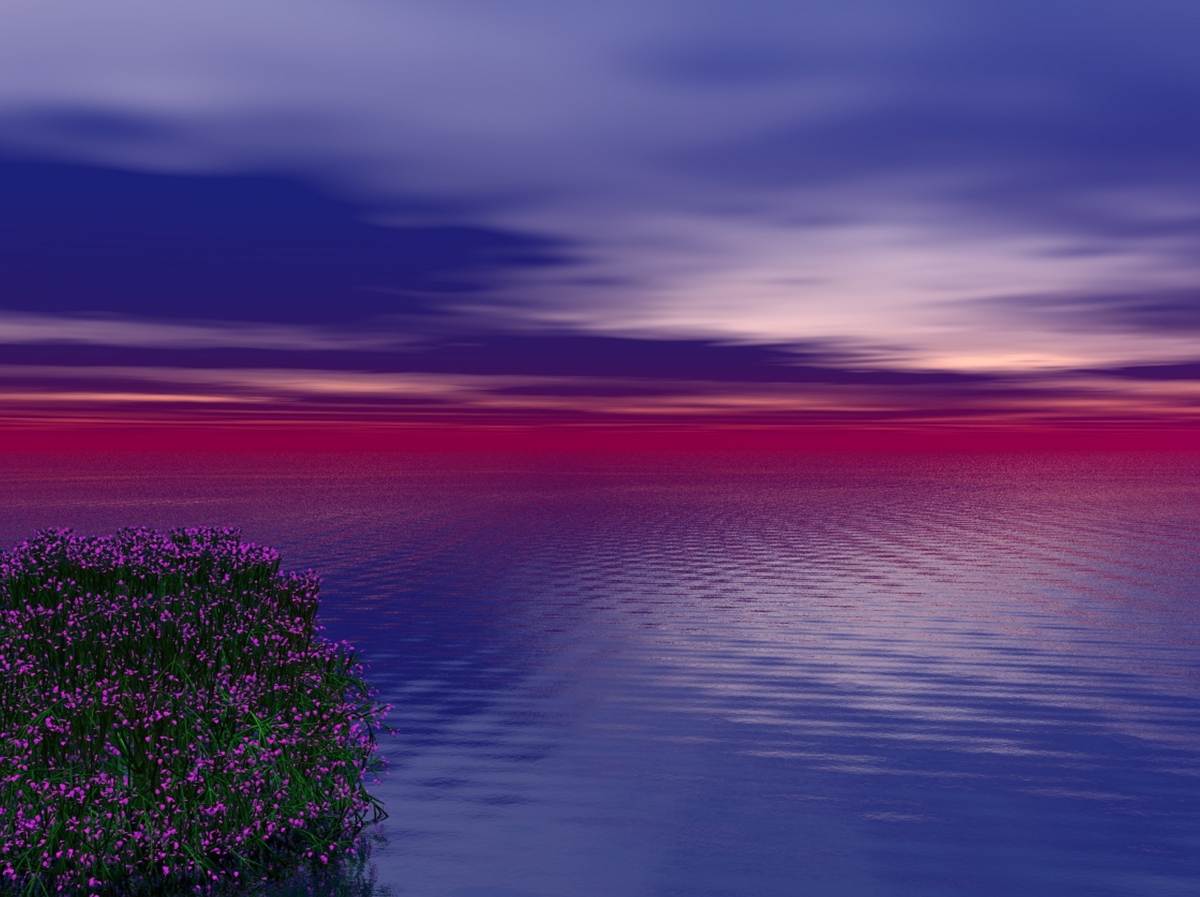 日落 海洋 水 花 4k风景图片