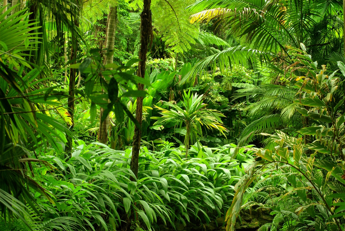绿色森林,树木,热带,丛林,灌木丛,4K风景壁纸