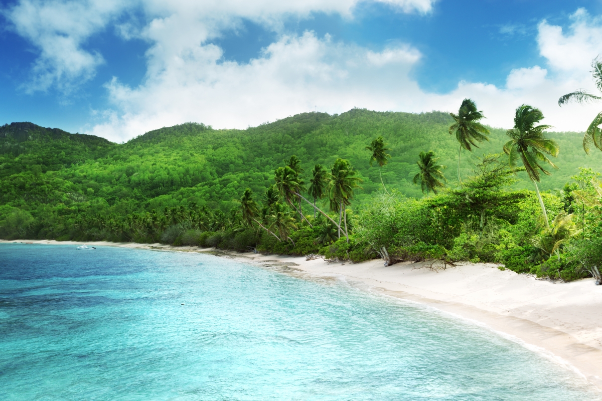 海边椰子树高清图片下载-正版图片500516035-摄图网