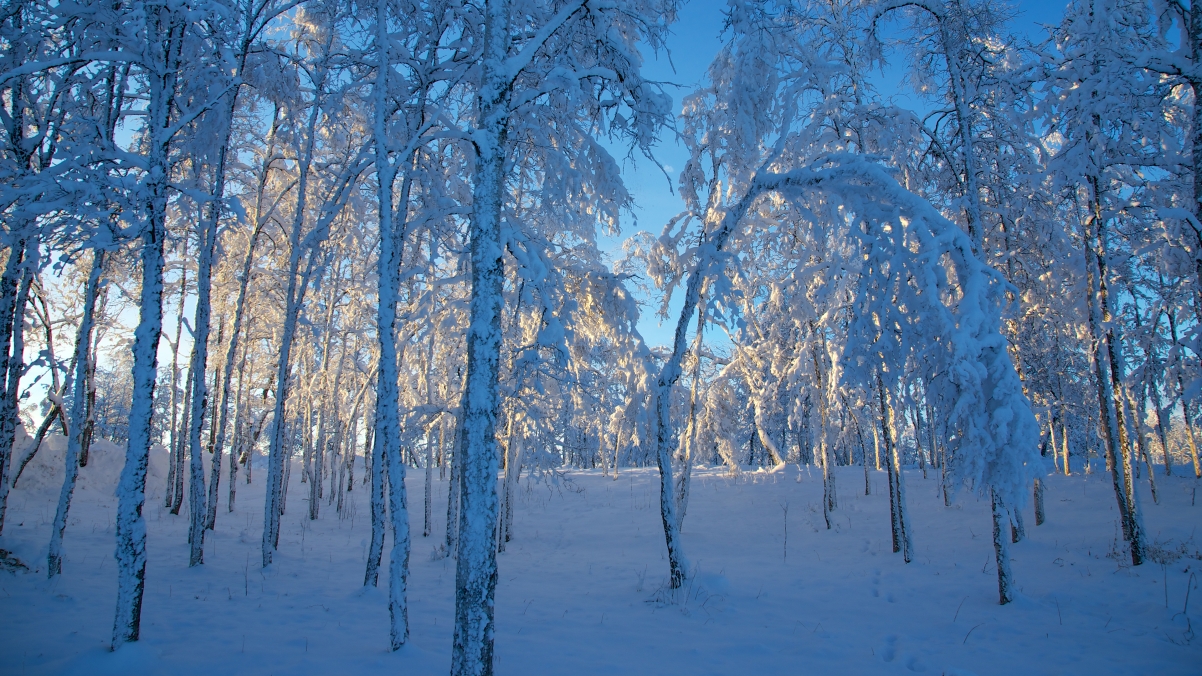 瑞典基律纳日落之前森林雪天然蓝光4k风景壁纸