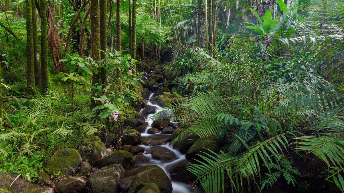 热带丛林溪流风景4K壁纸