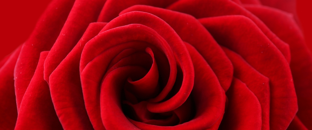 大红色玫瑰花3440x1440壁纸