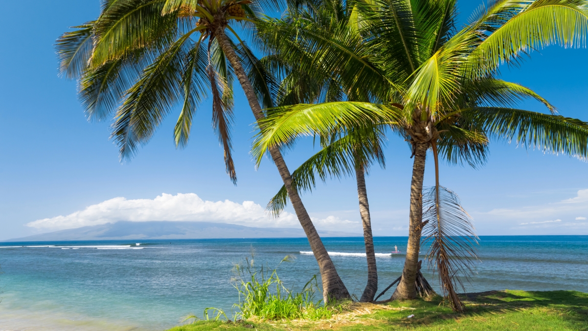 海 棕榈树 热带 阳光 海岸 美国夏威夷风景4K壁纸