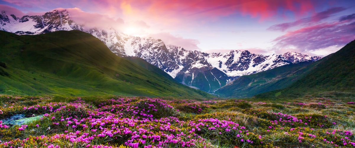 雪山开满鲜花的草地3440x1440风景壁纸