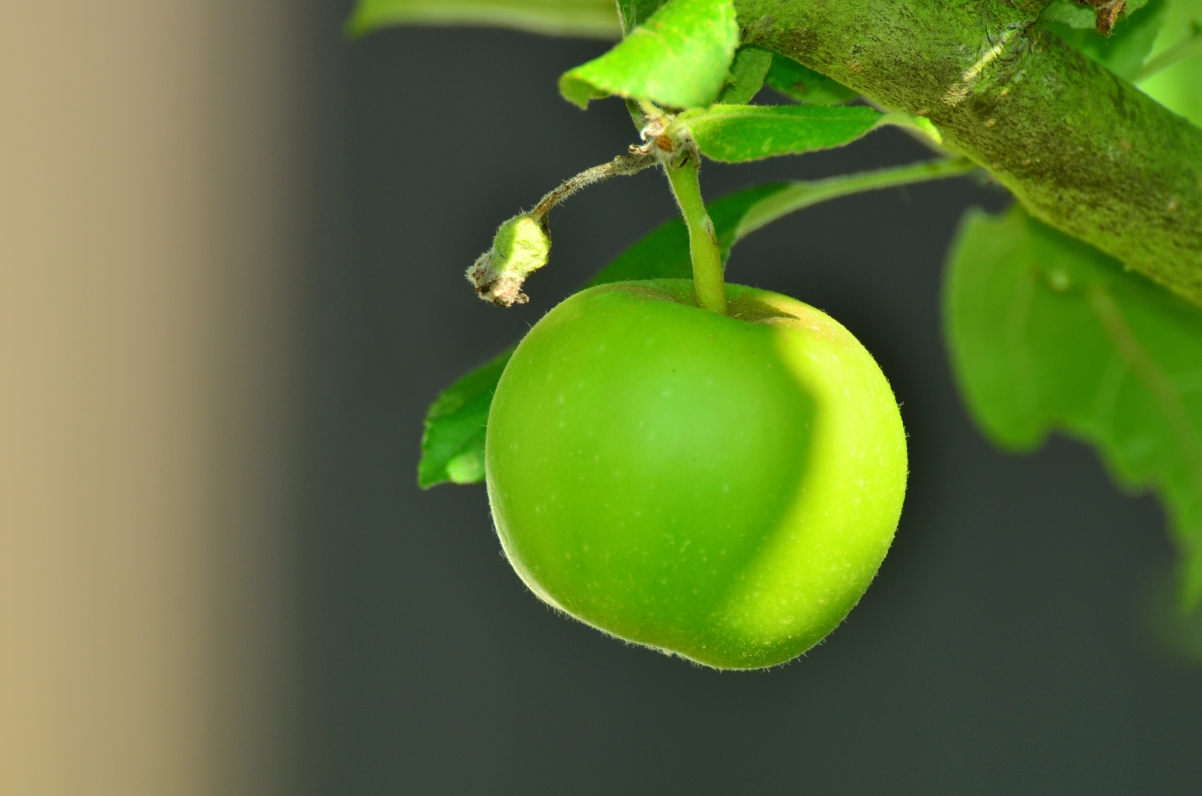 青苹果 苹果树 4K高清图片