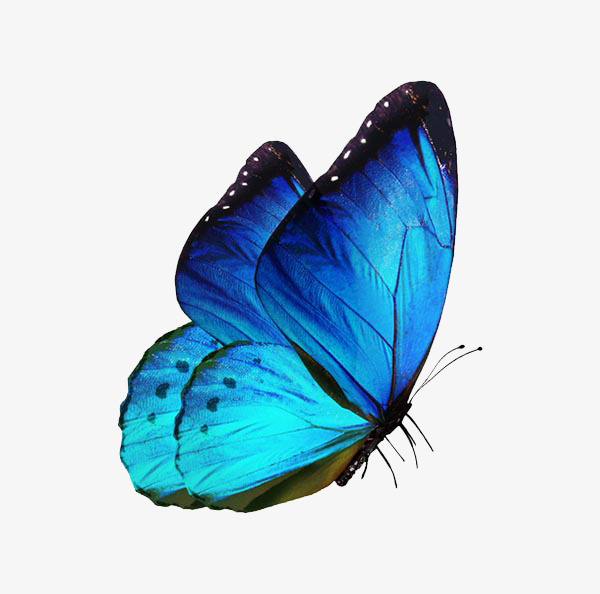 一只美丽的蓝色蝴蝶