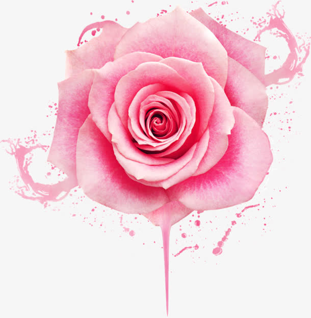 粉色的大玫瑰花