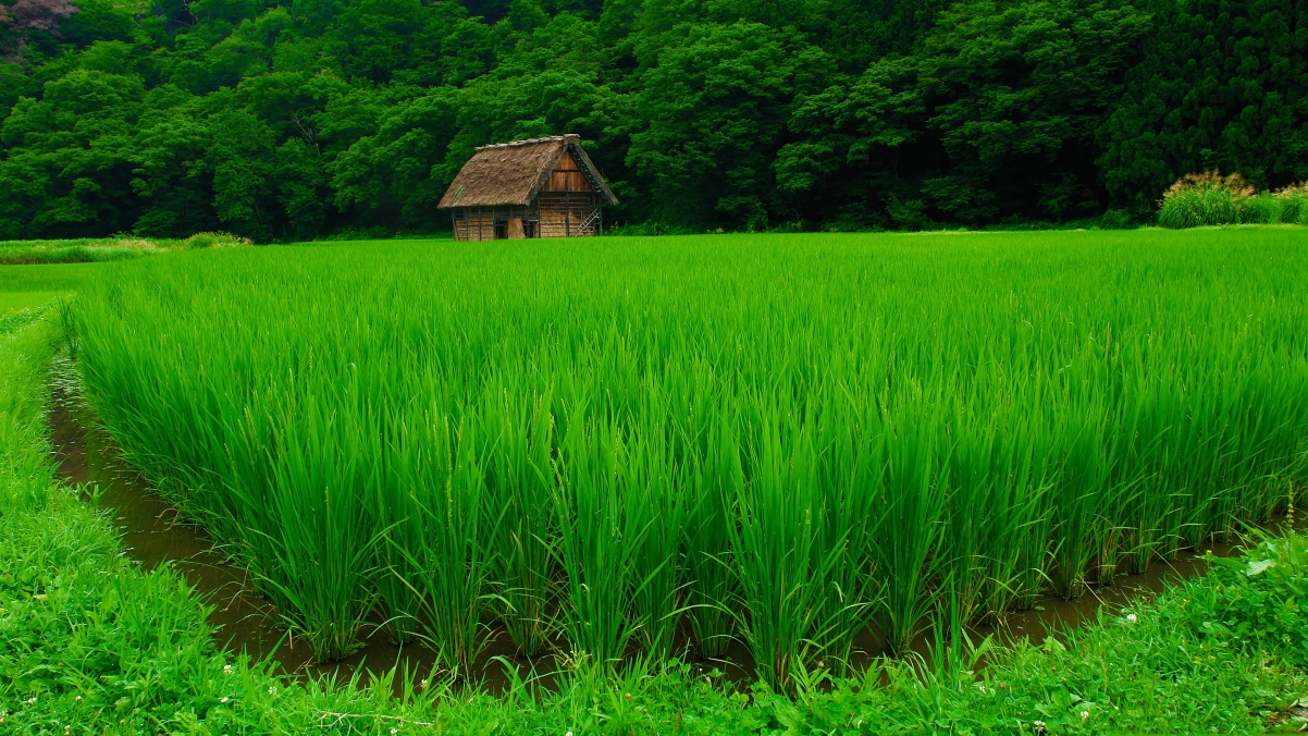 乡村 树林 小房子 绿油油的水稻4k高清风景壁纸3840x2160