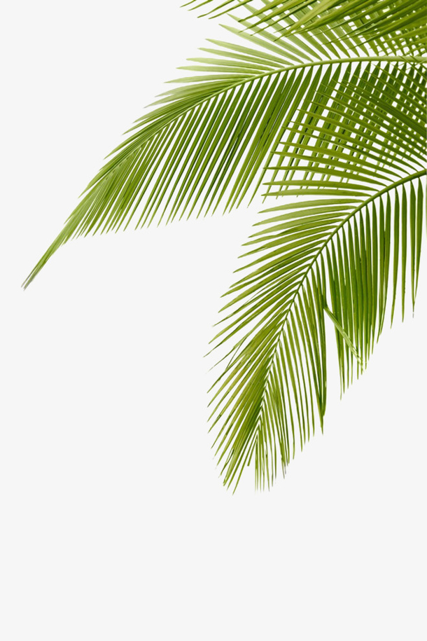绿色椰子树叶图片