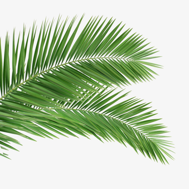 绿色椰子树叶图片素