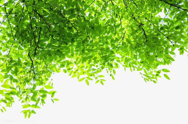 绿色清新树叶背景