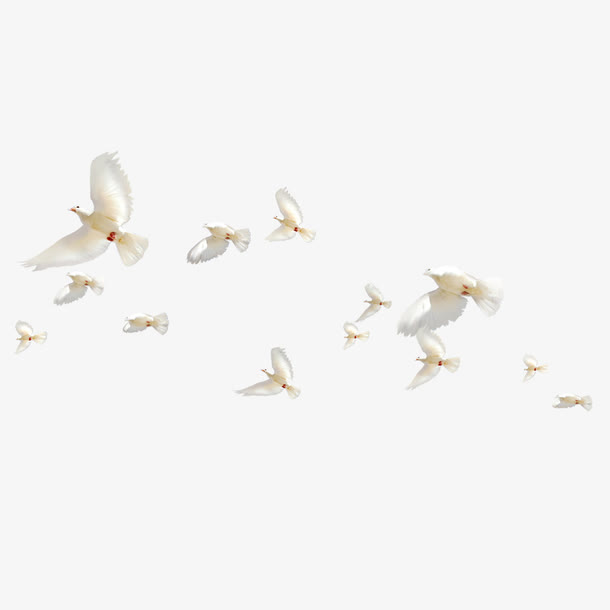 飞翔的白鸽鸟群